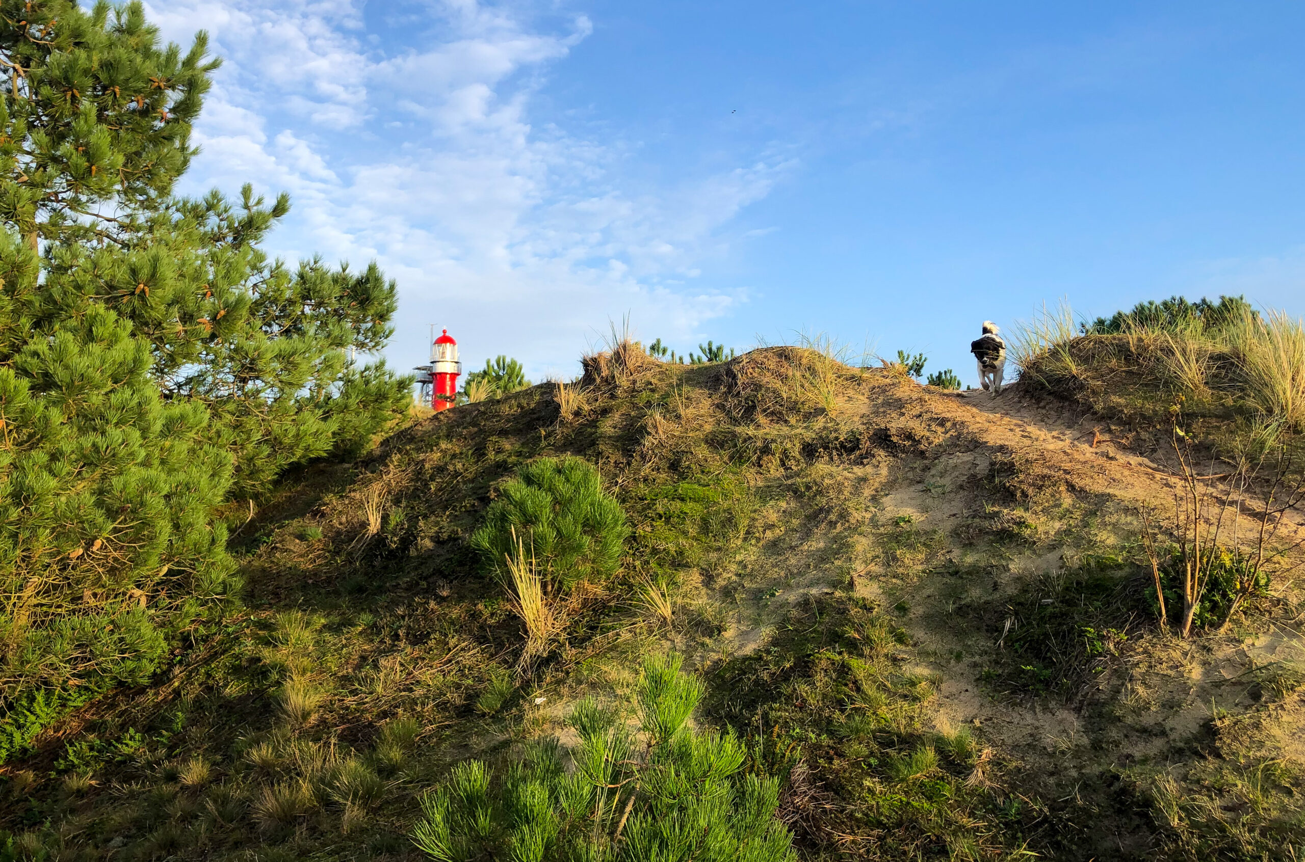 Foto van Landschap en dieren